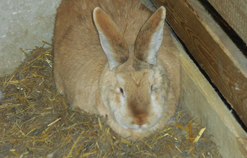 beitragsbildkaninchen napf stall hoppel01