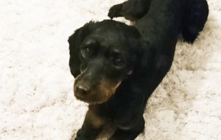 beitragsbilg lila hund tagebuch tag4 wollaberg