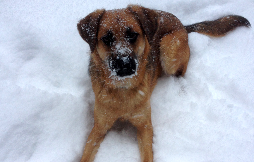 brauner hund kira liegt im schnee winter