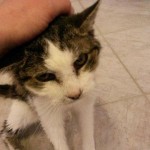 heimat kater arno alt wollaberg