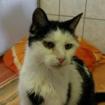 heimat katze linda alt wollaberg