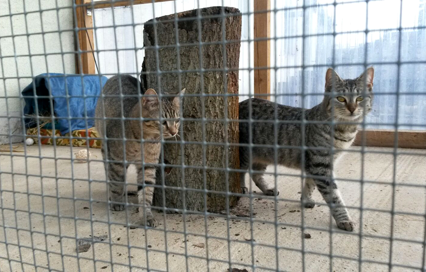 katzen xana und dana hinter maschendrahtzaun