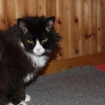 loki katze selkirk rex freunde tierschutzliga