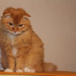 mr. scrootch katze selkirk rex freunde brett tierschutzliga