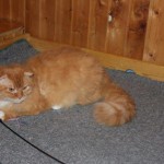 mr. scrootch katze selkirk rex freunde teppich tierschutzliga