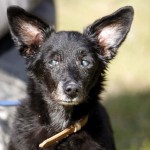 schwarzer hund Benni an blauer leine