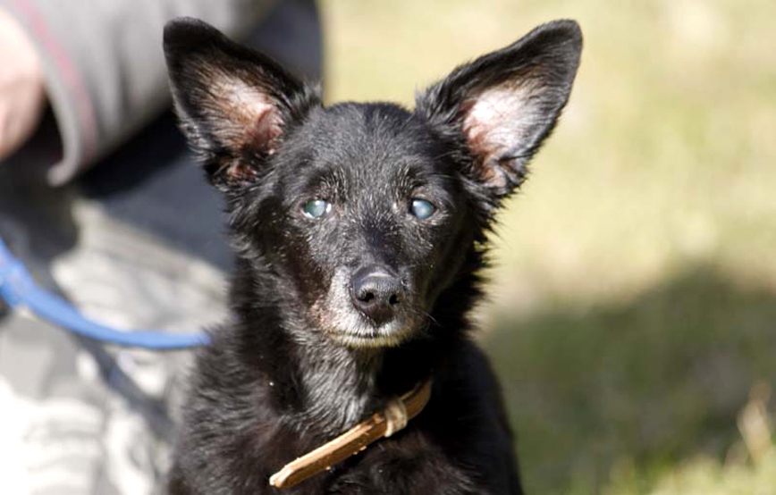 schwarzer hund Benni an blauer leine