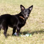 schwarzer hund Benni mit hundespielzeug auf der wiese
