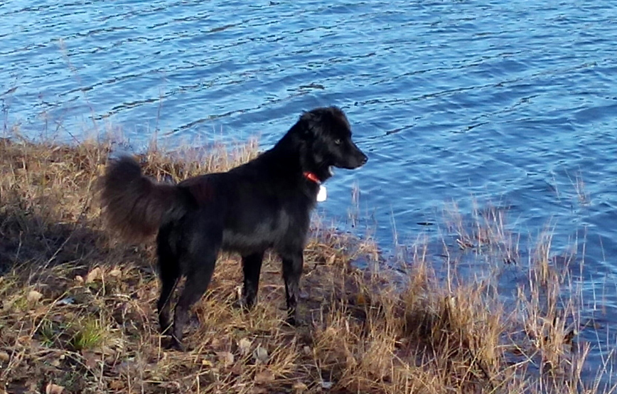 schwarzer hund odi steht vor Wasser