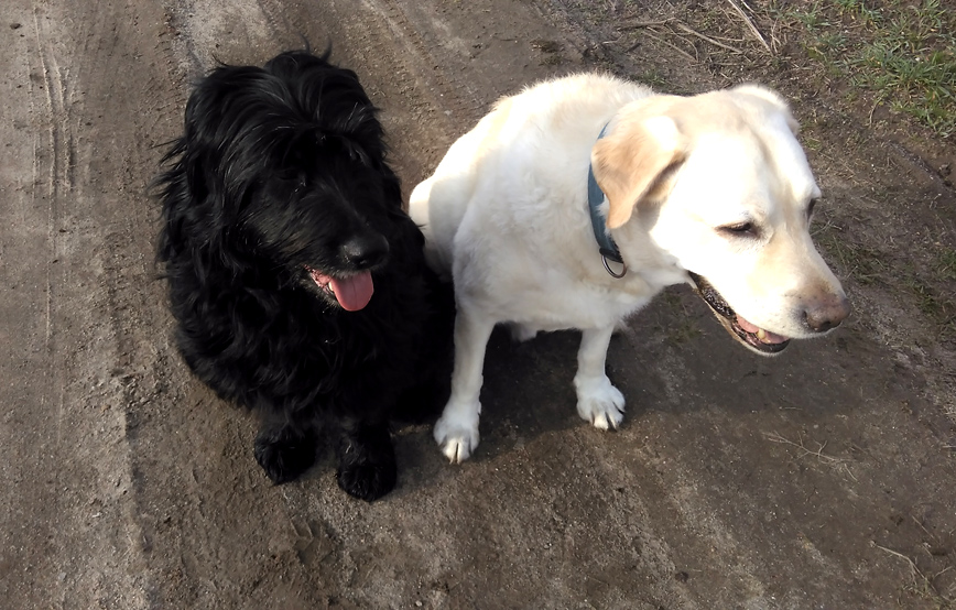 schwarzer hund shila sitzt neben anderen hund