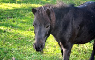 shetlandpony pumukel auf Wiese