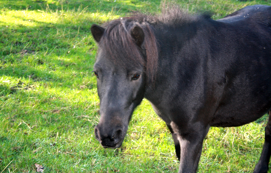 shetlandpony pumukel auf Wiese