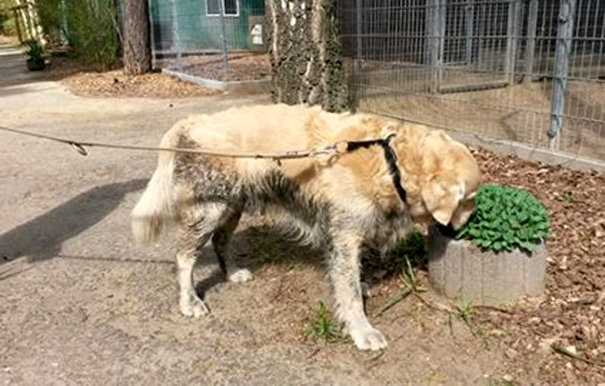 Golden Retriver an leine und schnuppert Gras
