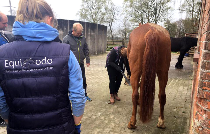 Hufkurs Wardenburg Equiodo huftechnik pferd