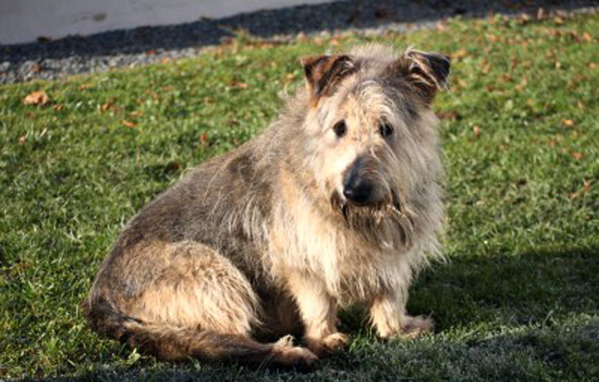 Hund max sitzt auf der wiese