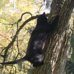Katze Angelo klettert auf einem baum