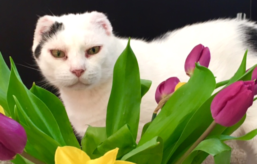 Katze flecki hinter blumen osterglocken