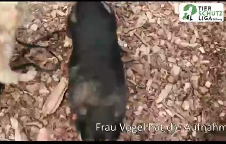 beitragsbild aufnahmepatenschaft 4 hunde tierschutzliga dorf retriver