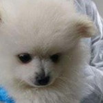 beitragsbild beschlagnahmung spitzmischlinge wollaberg klein