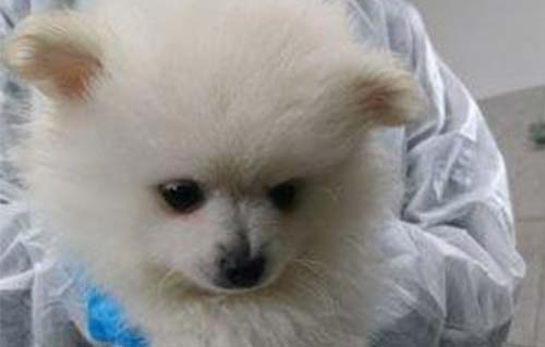 beitragsbild beschlagnahmung spitzmischlinge wollaberg klein