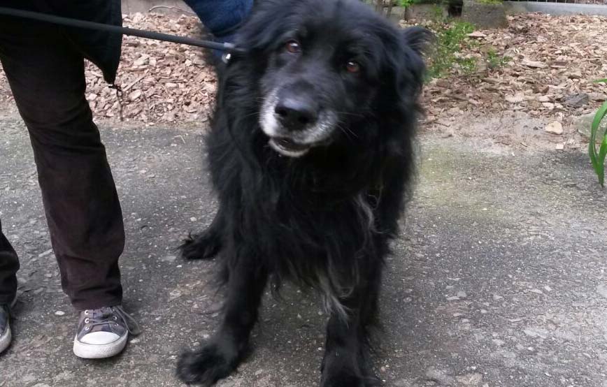 beitragsbild blanko hund schwarz beschlagnahmung-verwahrlost