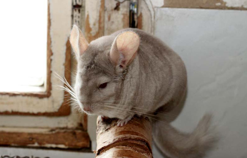 beitragsbild chinchilla king sand tierschutzliga dorf
