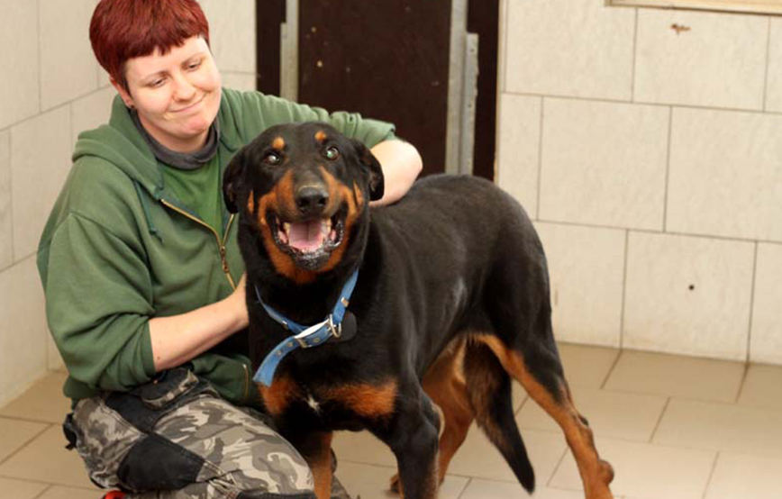 beitragsbild eddy hund dobermann mix geschirr gassi gehen tierschutzliga dorf-betreung