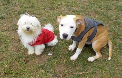 beitragsbild fiete hund anastasia schauen wollaberg