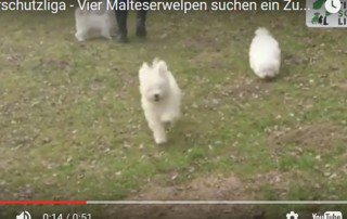 beitragsbild malteser hunde welpen wollaberg