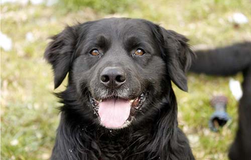 beitragsbild rex hund zunge wollaberg