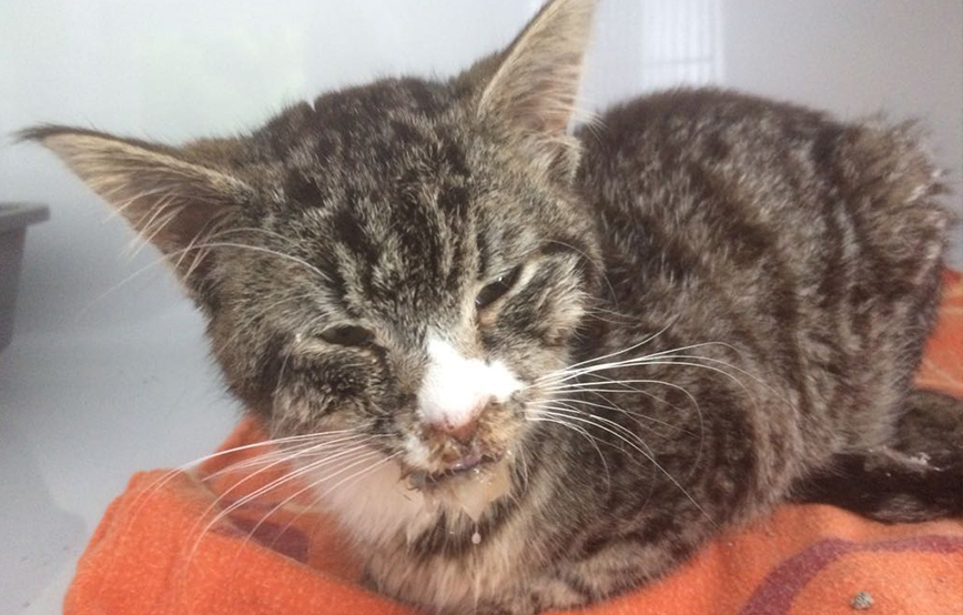 beitragsbild tommy kater verletzt handtuch wollaberg