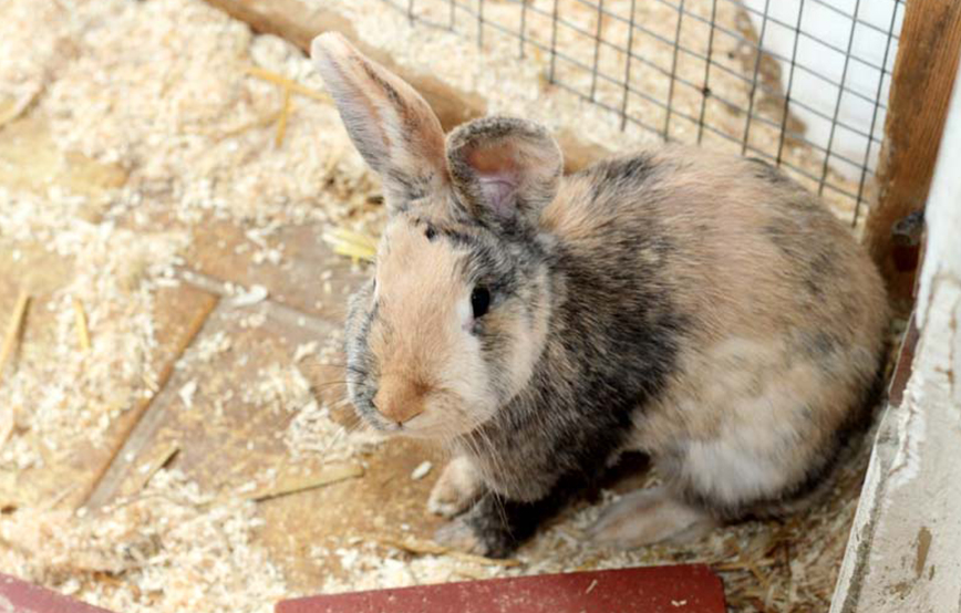 beitragsbild kaninchen flecky futter tierschutzliga dorf bild