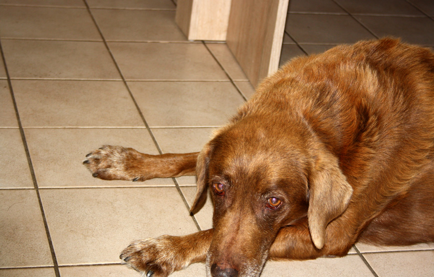 brauner hund fly liegt auf fliesenboden