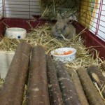 kaninchen holz verwahrlost tierschutzliga dorf