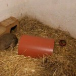 kaninchen stroh verwahrlost tierschutzliga dorf