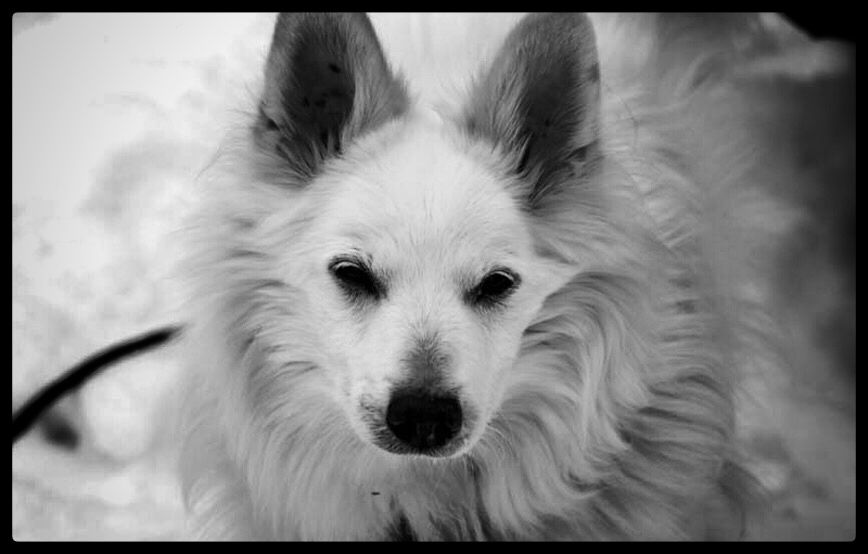 weisser hund pips schaut trauriges