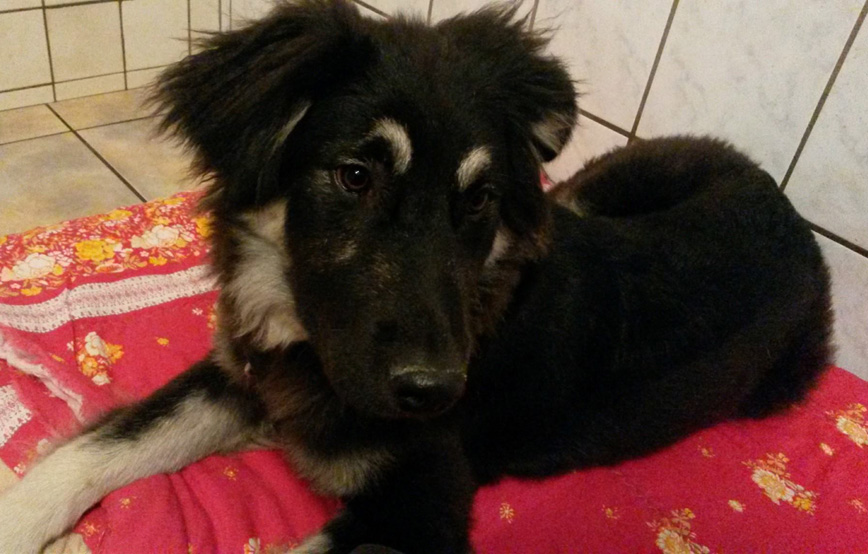 Fundhund liegt auf einer roten decke