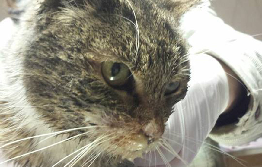 Fundkatze auf dem tisch mit frau