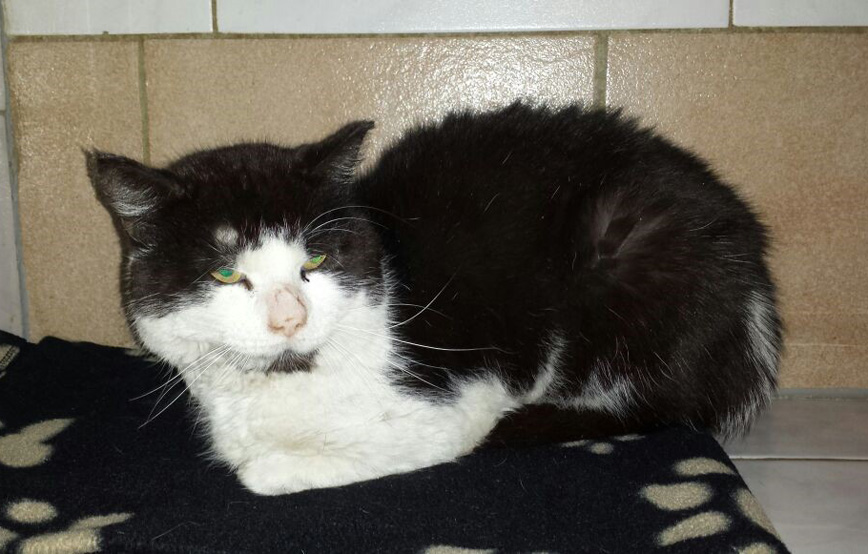 Fundkatze bernsdorf schwarz weiss