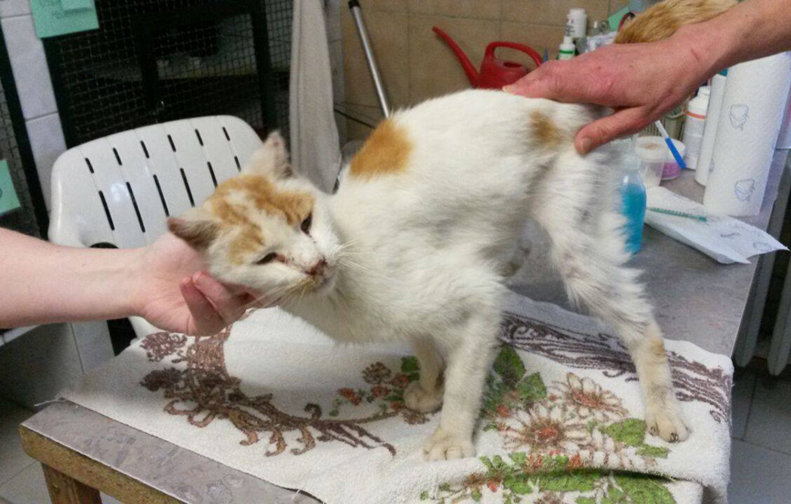 Fundkatze weiblich auf den Tisch