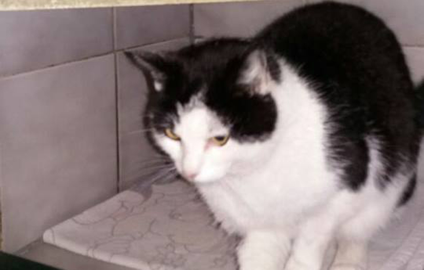 Fundkatze weiblich in box