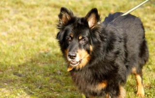 Gelbbacke bella an der leine