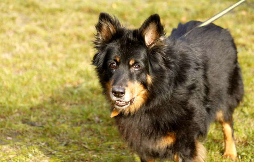 Gelbbacke bella an der leine