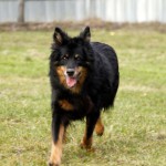 Gelbbacke bella auf der wiese