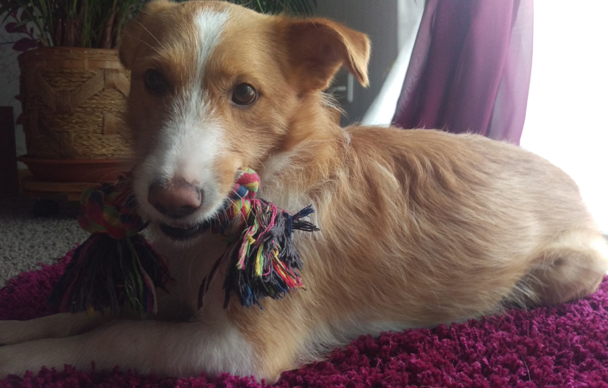 Hund theo liegt auf lila teppich und kaut hundespielzeug