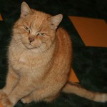 Katze Paula sitzt auf boden