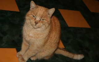 Katze Paula sitzt auf boden