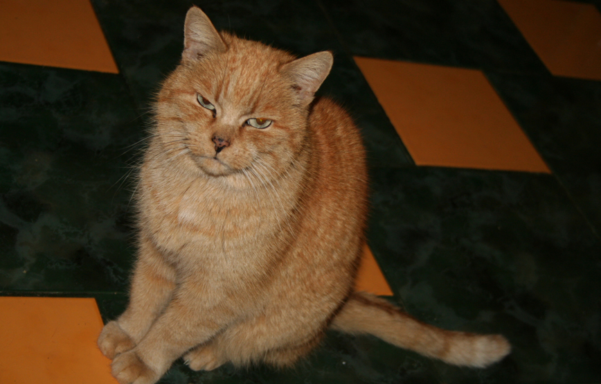 Katze Paula sitzt auf boden