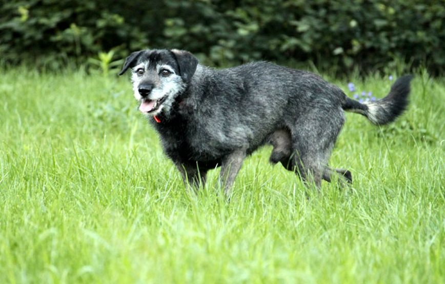 Kurtchen auf der Wiese