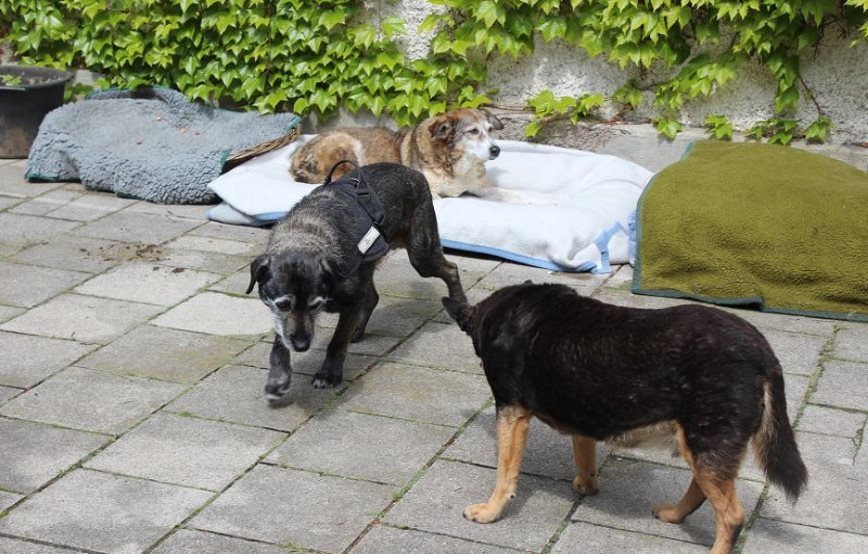 Kurtchen mit seinen neuen Freunden